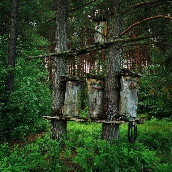 Ancient Ukrainian beekeeping - Bortnytstvo